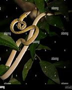 Image result for Vine Whip Snake