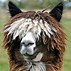 Image result for alpacq