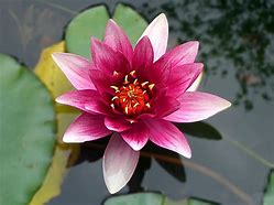 Image result for Flor Lotus