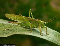 Image result for American Cricket Bug