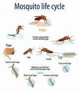 Image result for Insect Life Cycle