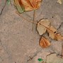 Image result for Autumn Leaves Pics
