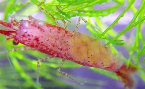 Image result for What Do Shrimp Eggs Look Like