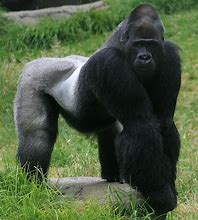 Image result for Pet Gorilla