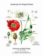 Image result for Stucture of Poppies