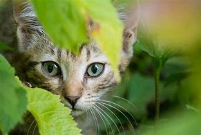 Image result for Kitten Hiding