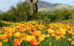 Image result for Arizona Wildflowers