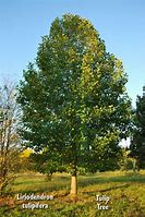Image result for Liriodendron tulipifera Roothaan
