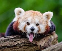 Image result for Weirdly Named Animals