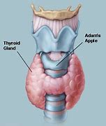 Image result for Thyroid Cartilage Adam's Apple