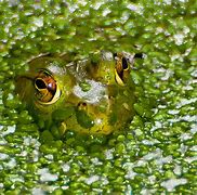 Image result for Frogs Comouflage