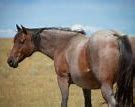 Image result for Roan Red Western Horse