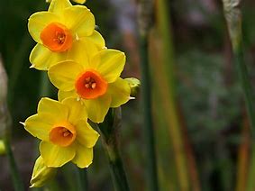 Image result for Narcissus Bright Sun