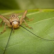 Image result for Feeder Crickets