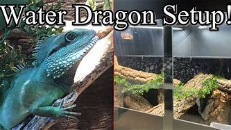 Image result for Chinese Water Dragon Terrarium