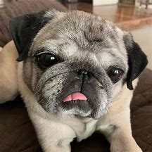Image result for Pug Tongue
