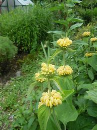 Image result for Phlomis samia