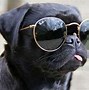 Image result for Funny Little Dogs Cute