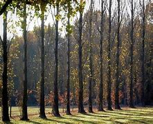 Image result for Cool Photography of Standing Tree