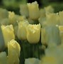 Afbeeldingsresultaten voor Tulipa Maja