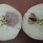 Image result for Rotting Apple Core