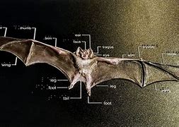 Image result for Bat Anadamy