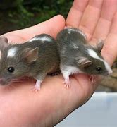 Image result for White Mouse Lifespan