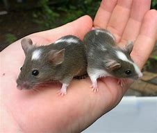 Image result for Cachuri Mouse