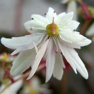 Image result for Saxifraga cortusifolia fortunei