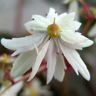 Image result for Saxifraga fortunei Rubrifolia