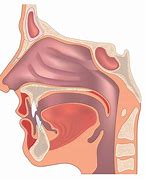 Image result for Throat Anatomy Spanish