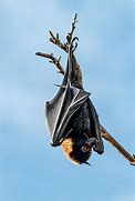 Image result for Sleeping Bat with Orange Leaves