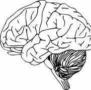 Image result for Human Brain Line Art