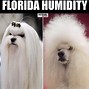 Image result for Funny Florida Heat Memes