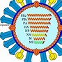 Image result for Avian Influenza Virus Structure