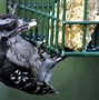 Image result for BABY BIRDS 