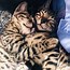 Image result for Two Kittens Snuggling