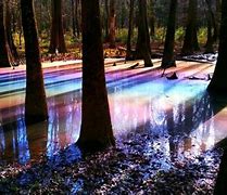 Image result for Rainbow Swamp
