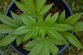 Image result for marijuana leaf