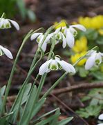 Image result for Galanthus Selina Cords