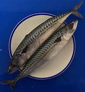 mackerel 的图像结果
