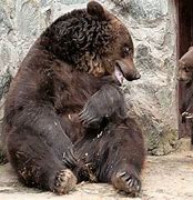 Image result for Angry Momma Bear