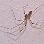 Image result for Basement Spiders