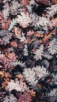 Image result for Fall Lock Screen