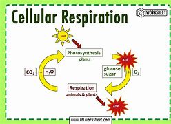 Image result for Cellular Respiration Meaning