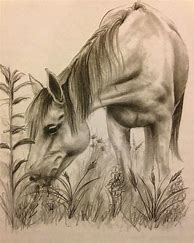 Image result for Charcoal Horse Drawing