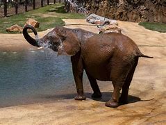 Image result for African Forest Elephant in Zoo