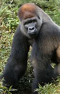 Image result for Silverback Back