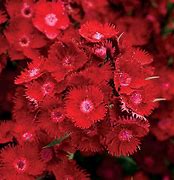 Image result for Dianthus gratianopolitanus Red Dwarf