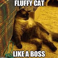 Image result for Fluffa Cat Meme